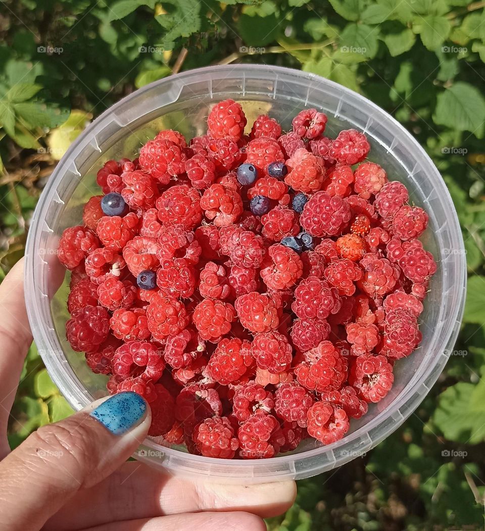 red berries and green leaves beautiful colours