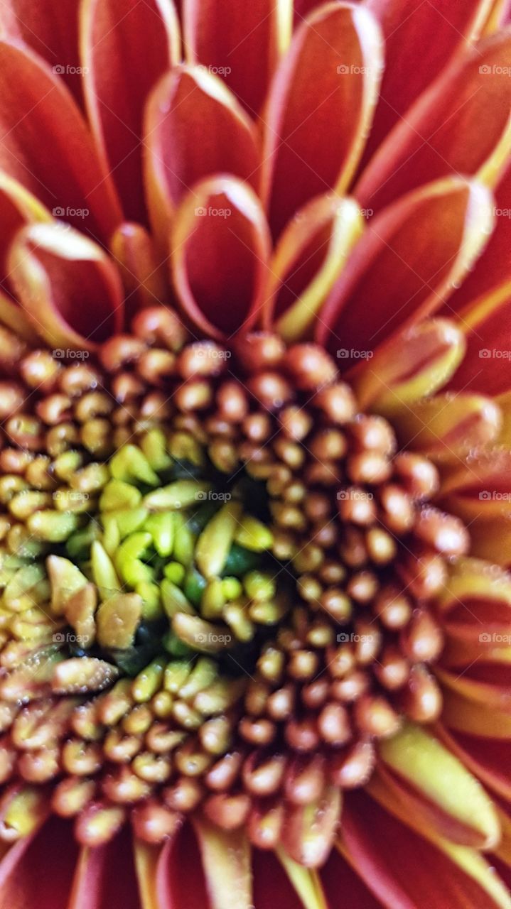 Close up fresh fall flower