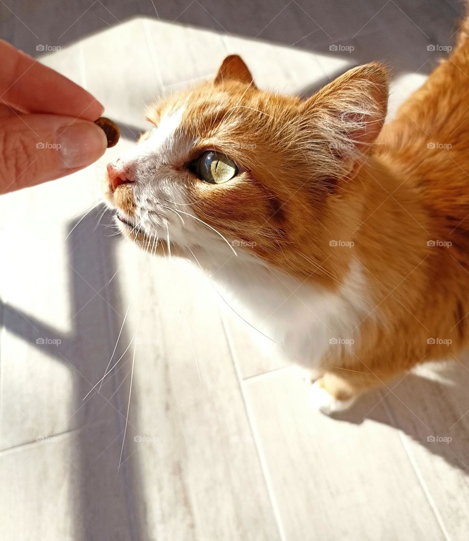 cat funny beautiful portrait close up an cat food in the hand, furry friend