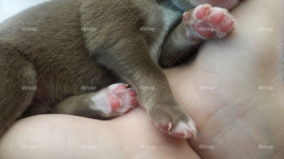 Puppy paws