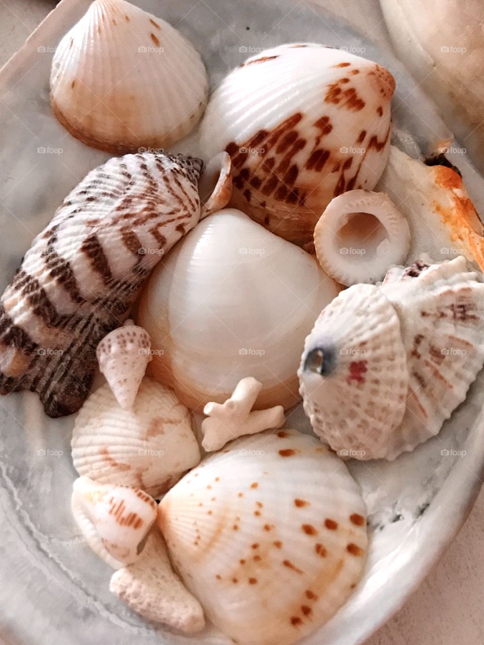 Seashell findings