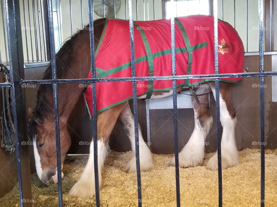Budweiser Clydesdale eatting hay