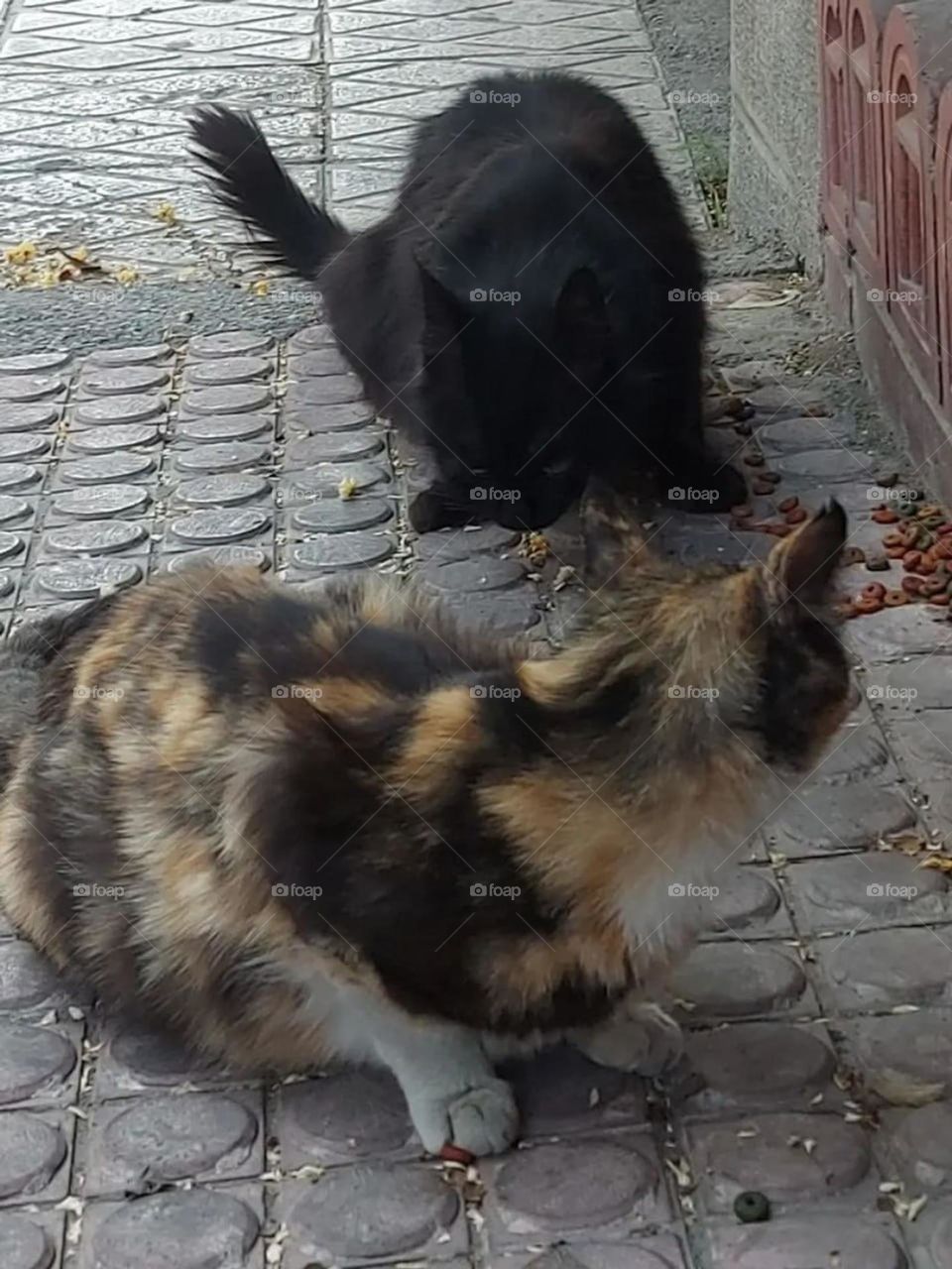 Love to feed the street cats