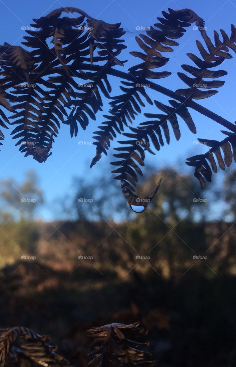 Dew drop on a fern