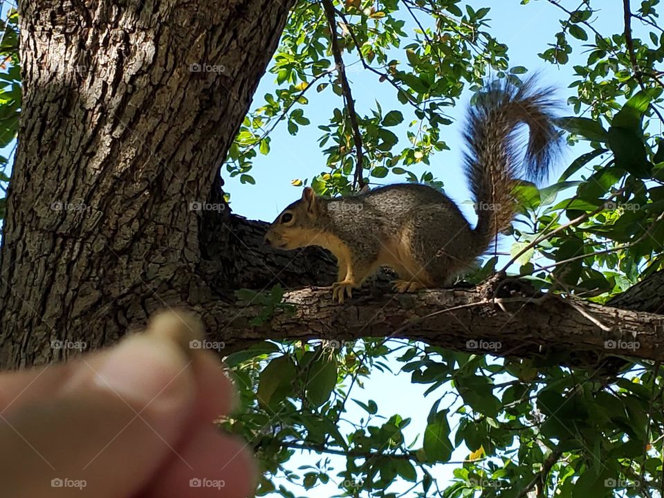 Urban wildlife:  squirrel at city park