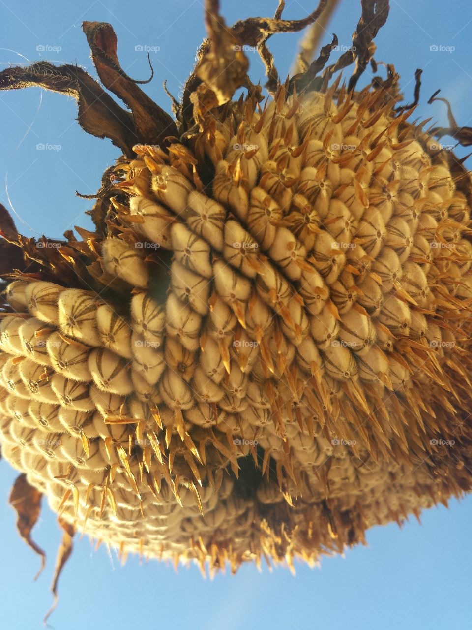Extreme close-up of dry flower