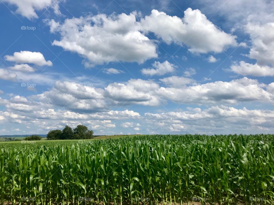 Corn fields 