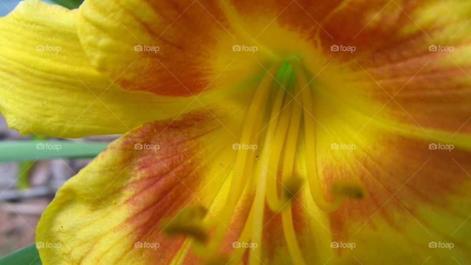 Close-up of yellow flower