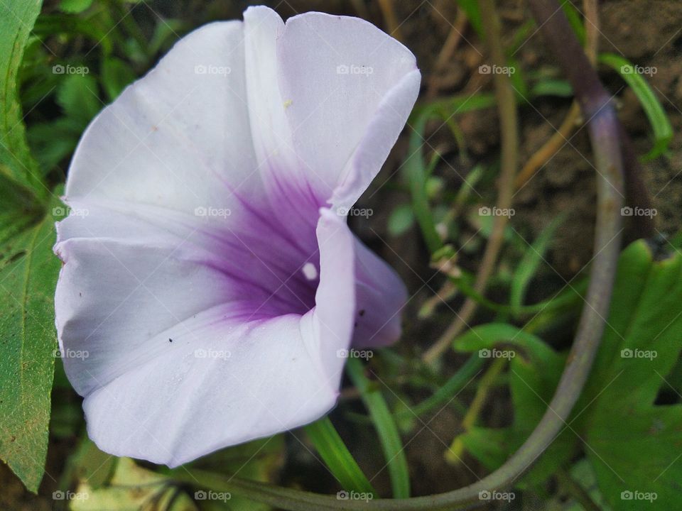 Sweet potato flower, sweet potato is a kind of cultivated plant. The part that is used is the roots which form tubers with high nutritional levels.
