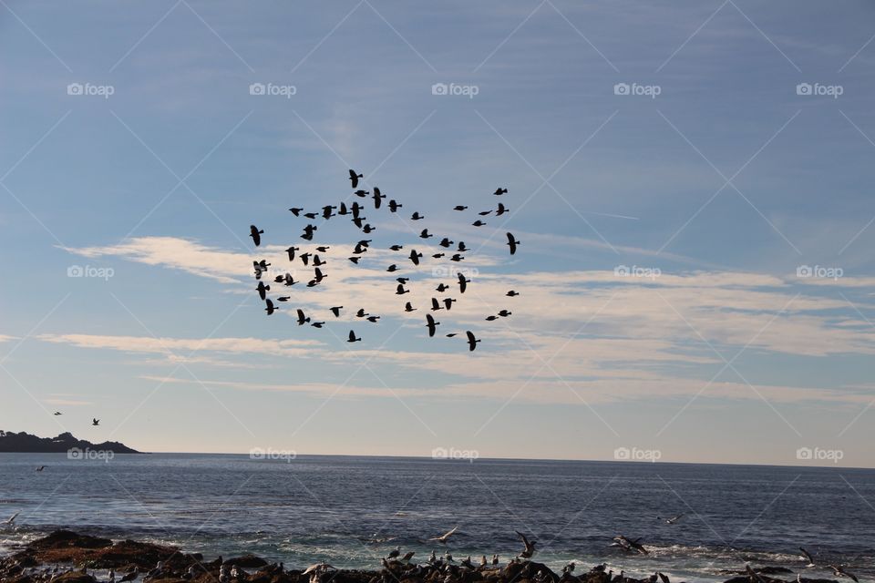 Bird cluster 