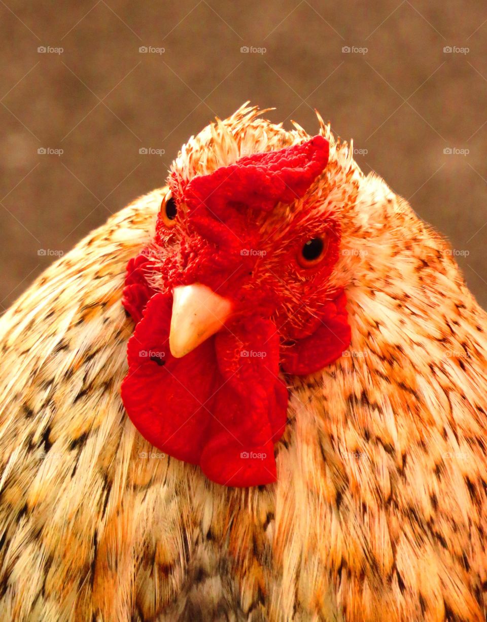 cock