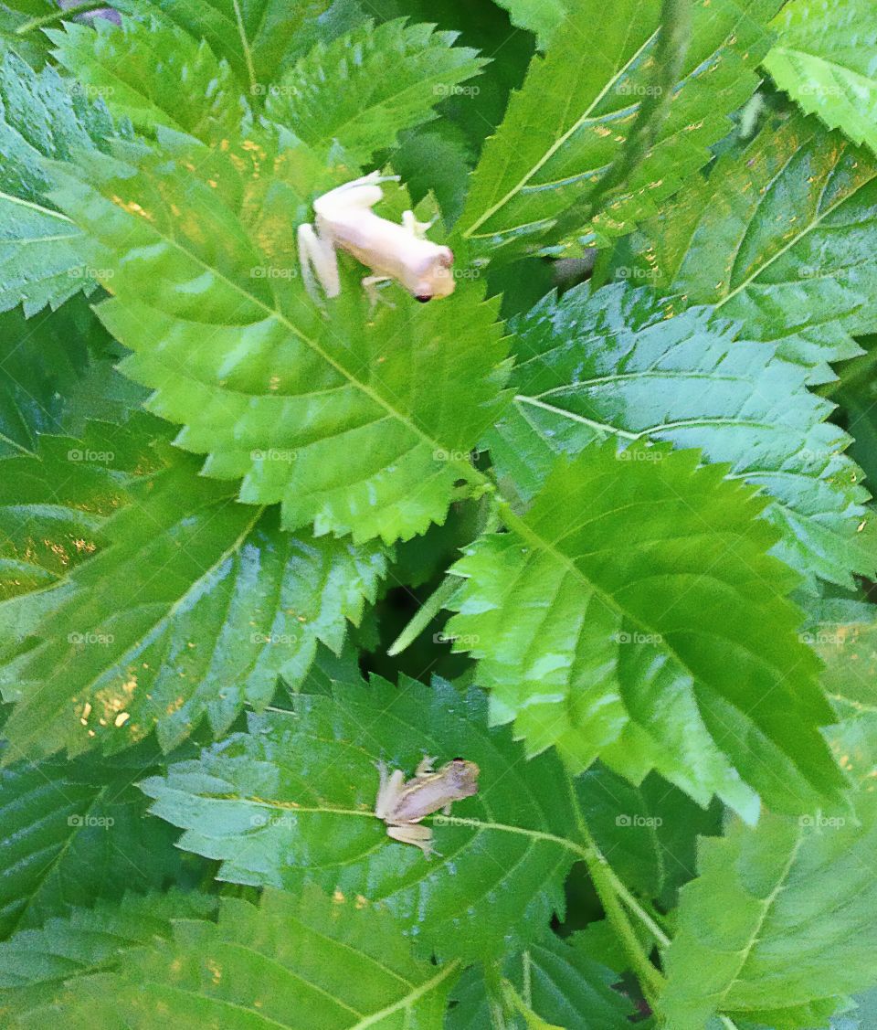 Tree frogs 