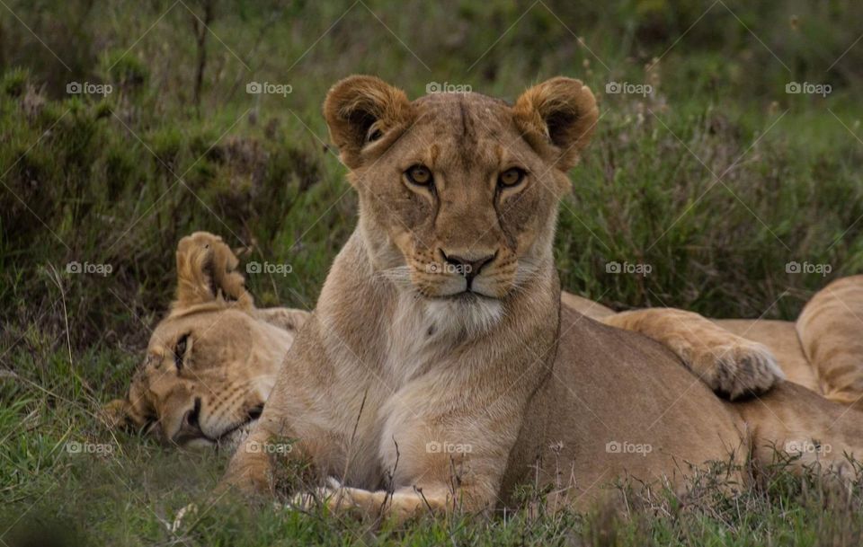 Lion and lioness
