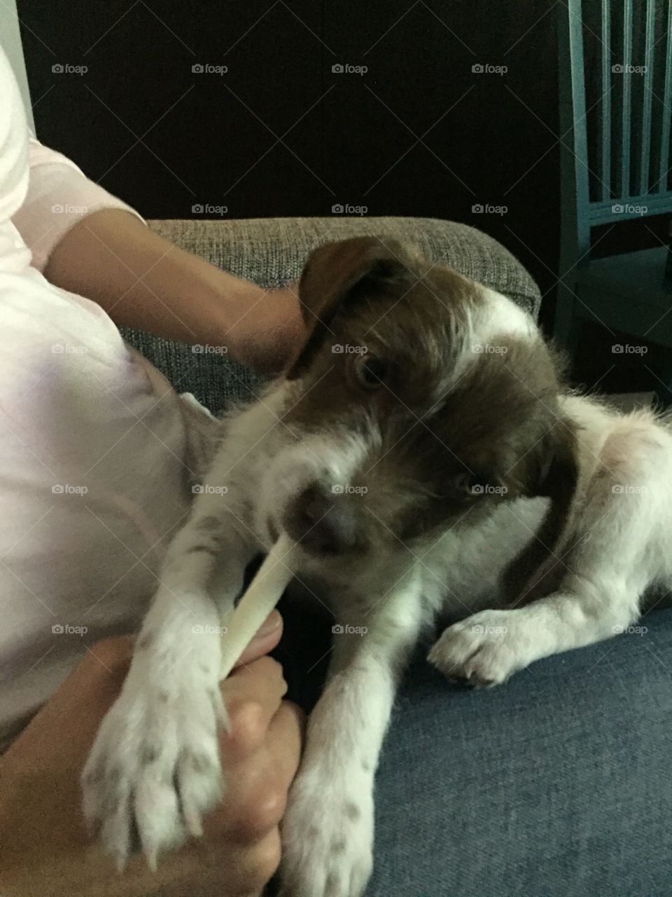 Puppy having a snack 