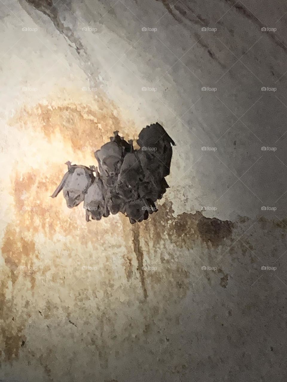 Bats in a cave 