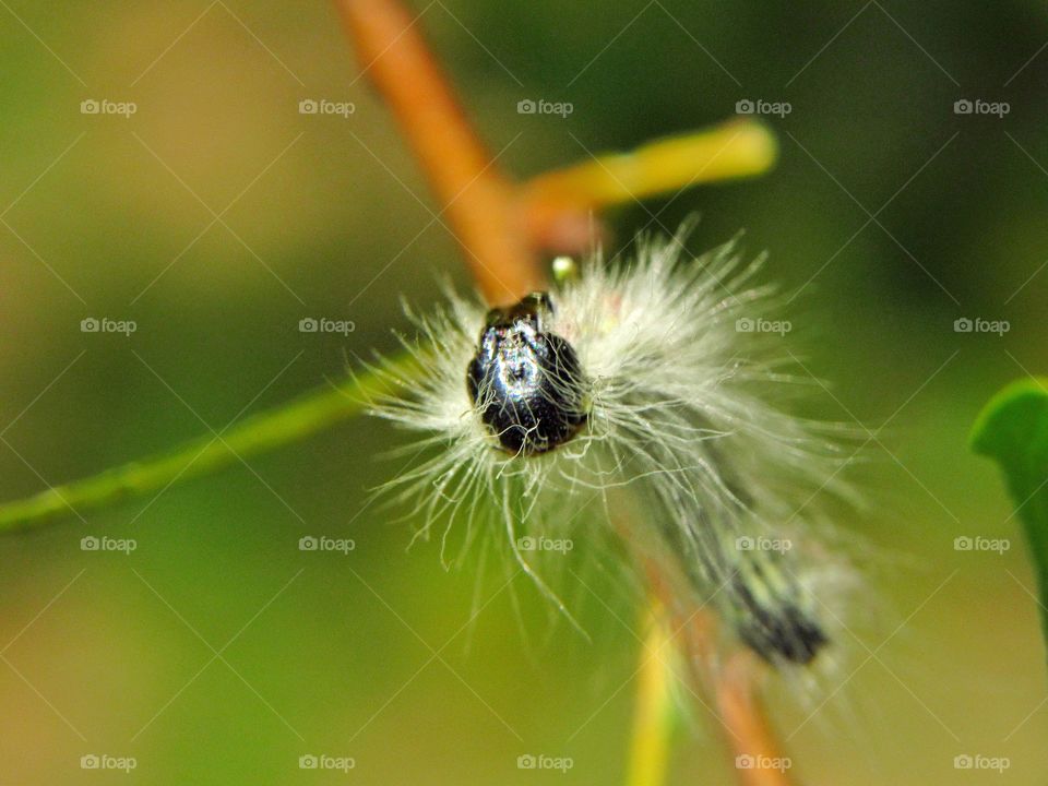 close up category on branch