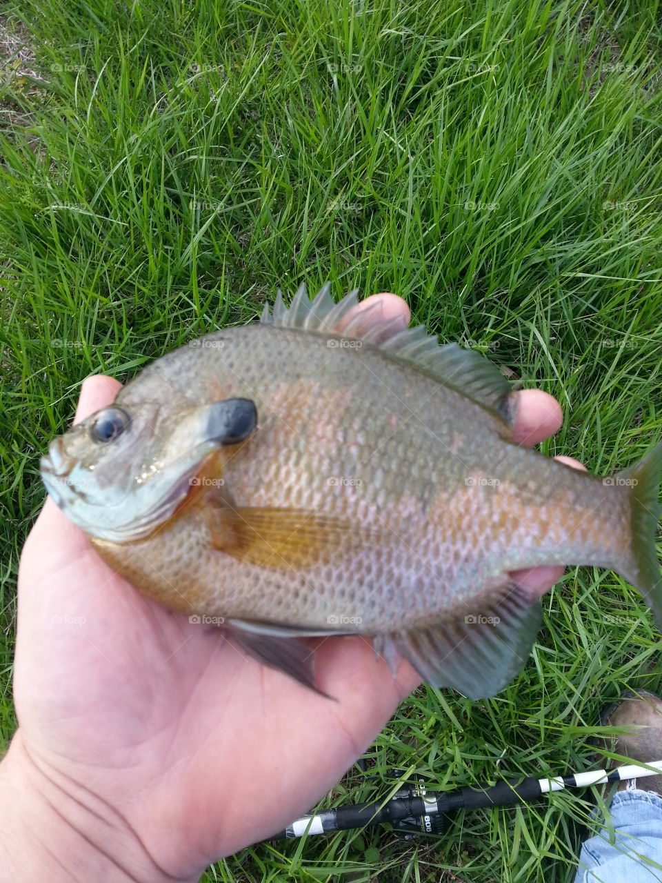 The Bluegill . Notorious for their fight to the finish attitude, I present to you the caught and released pond raised Bluegill! 