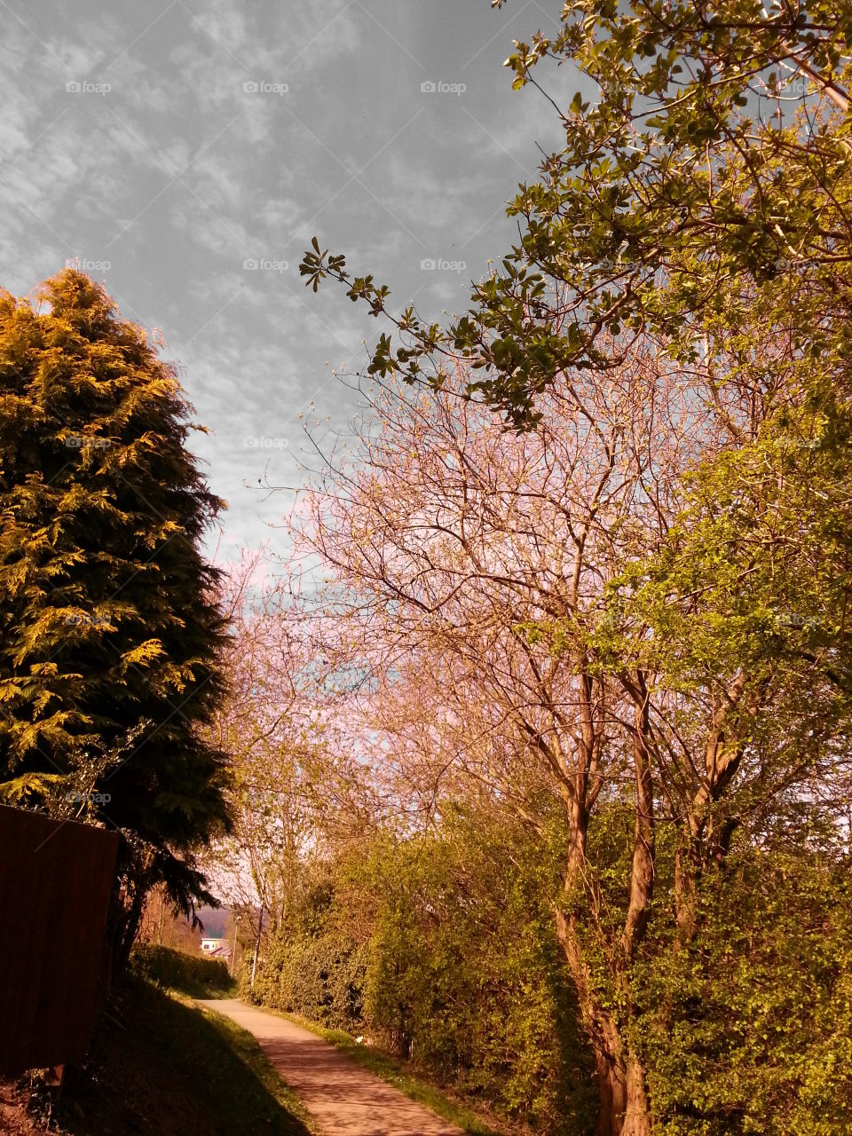 Trees snd a footpath