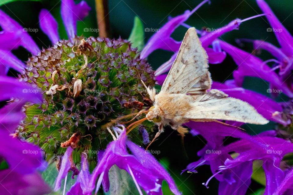 Moth on a flower