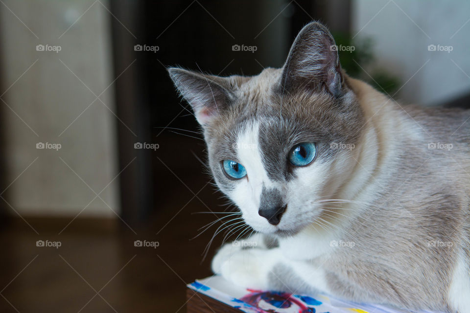 Fluffy cat looking looking at camera