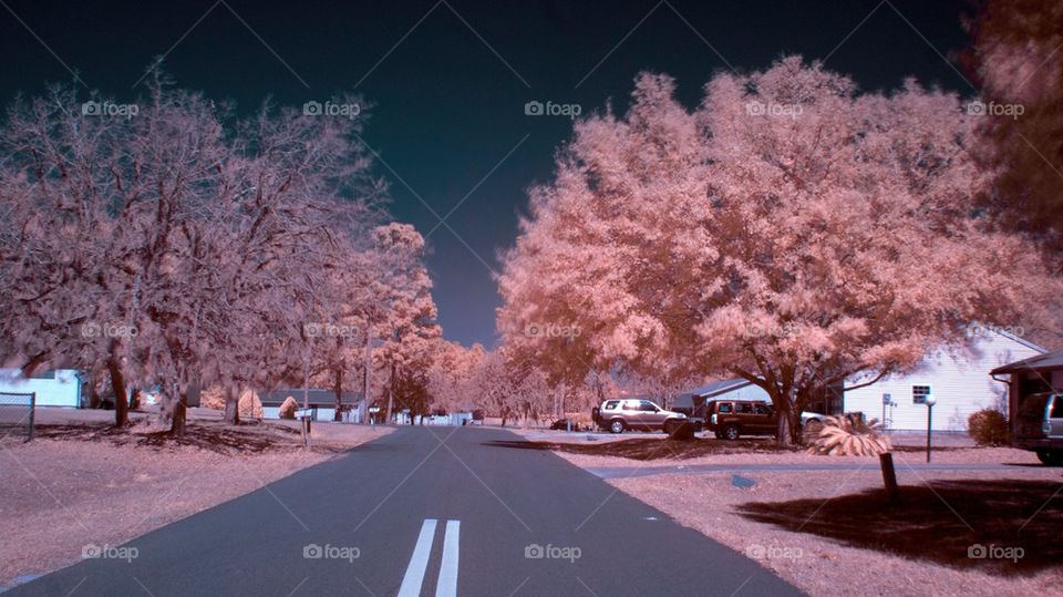Infrared Photo
