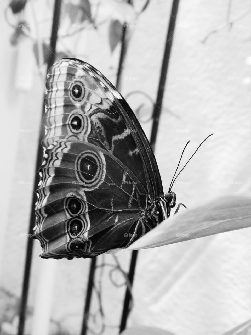 Beautiful butterfly sitting on a leaf.