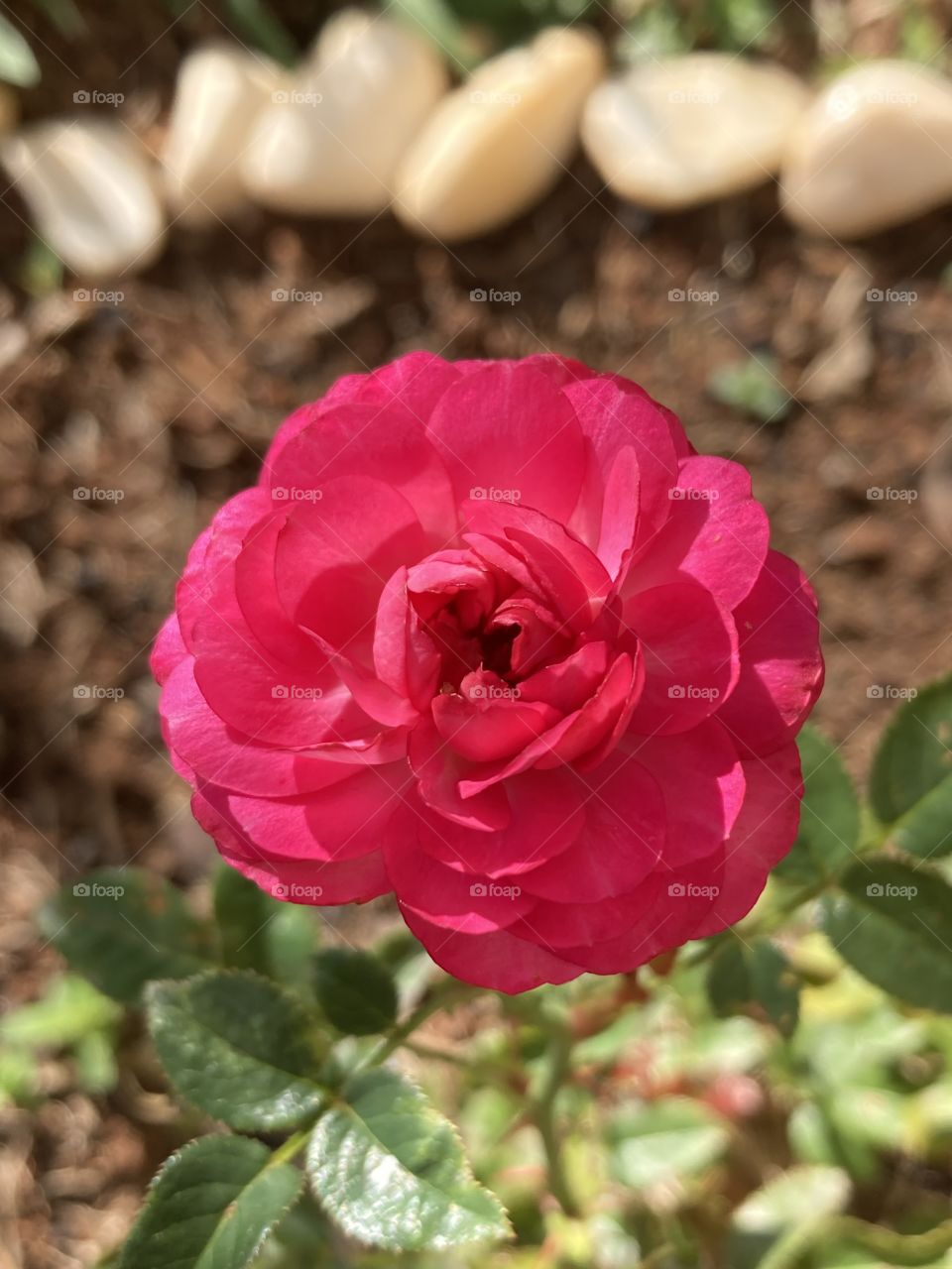 🌹 🇺🇸 Very beautiful flowers to brighten our day.  Live nature and its beauty. Did you like the delicate petals? / 🇧🇷 Flores muito bonitas para alegrar nosso dia. Viva a natureza e sua beleza. Gostaram das pétalas delicadas? 