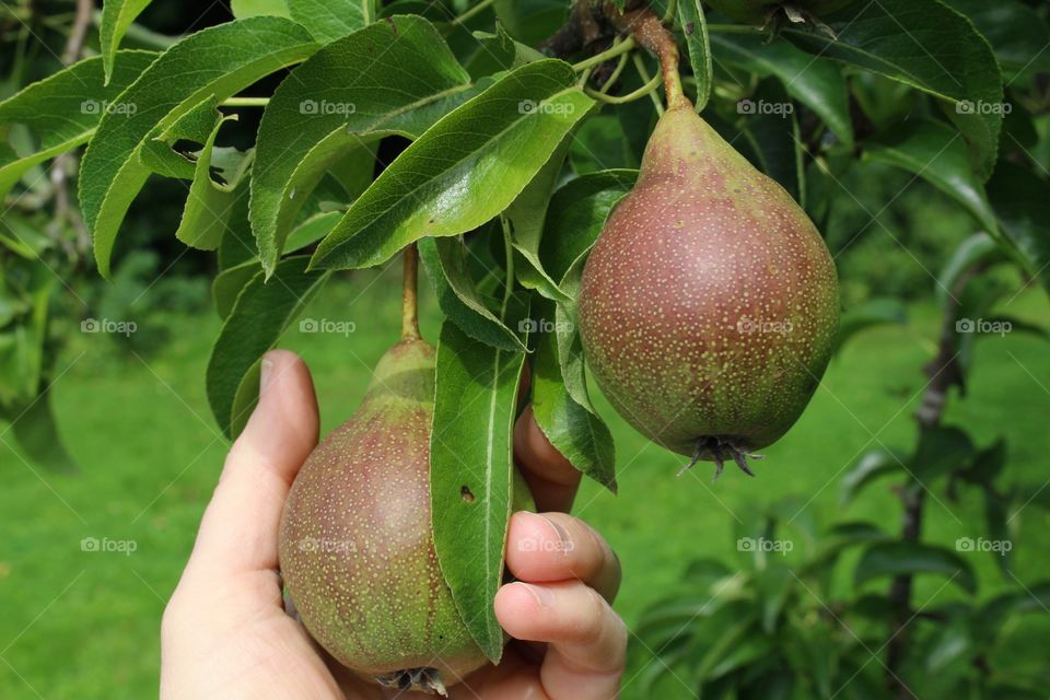 Close-up of hand holding pears