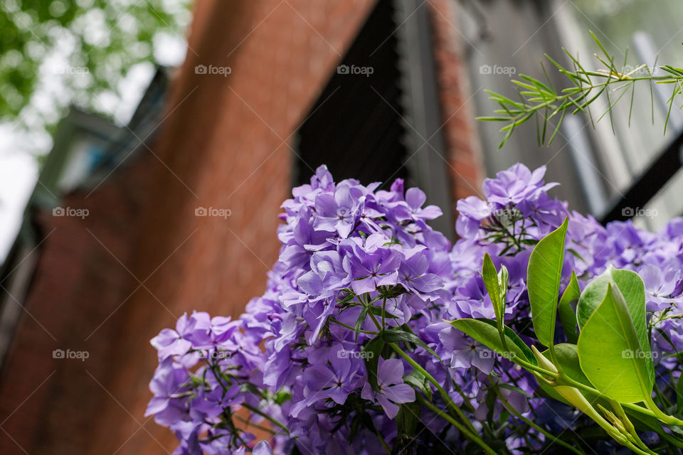 FLOWER BOX