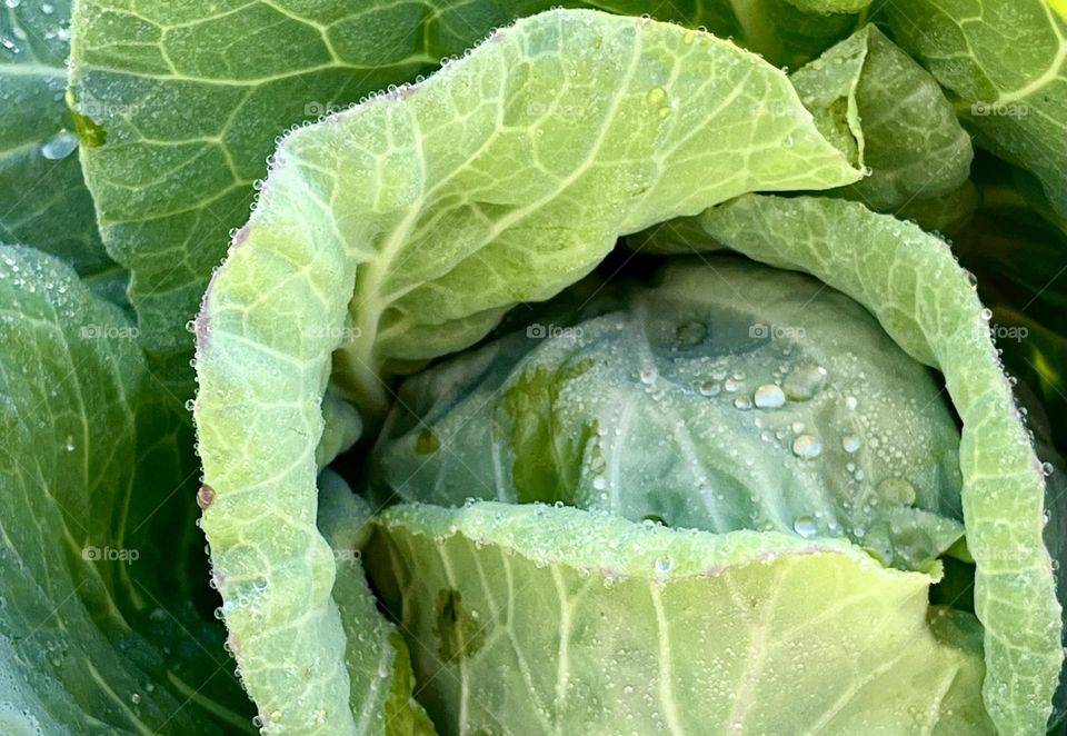 Dew drops on the cabbage