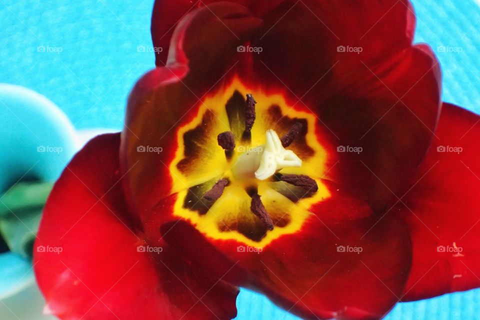 Tulip