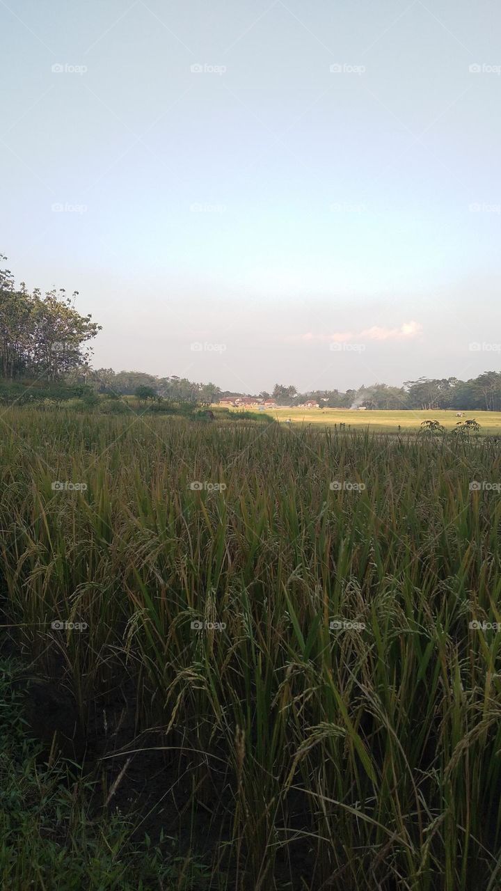 Beautiful view in the afternoon in the rice fields