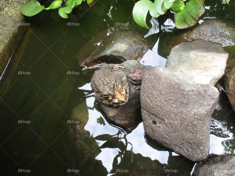 Three frogs on a rock in the middle of a pond