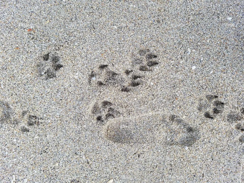 pawprint