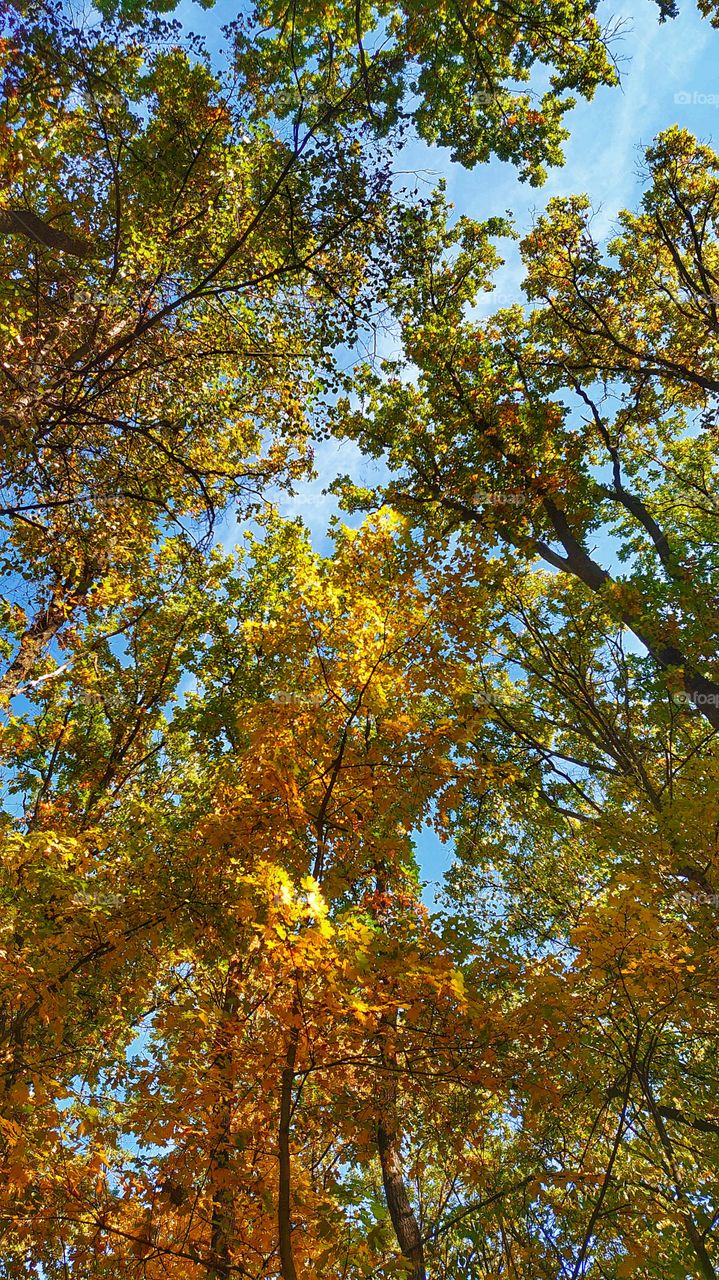treetops, autumn in the forest