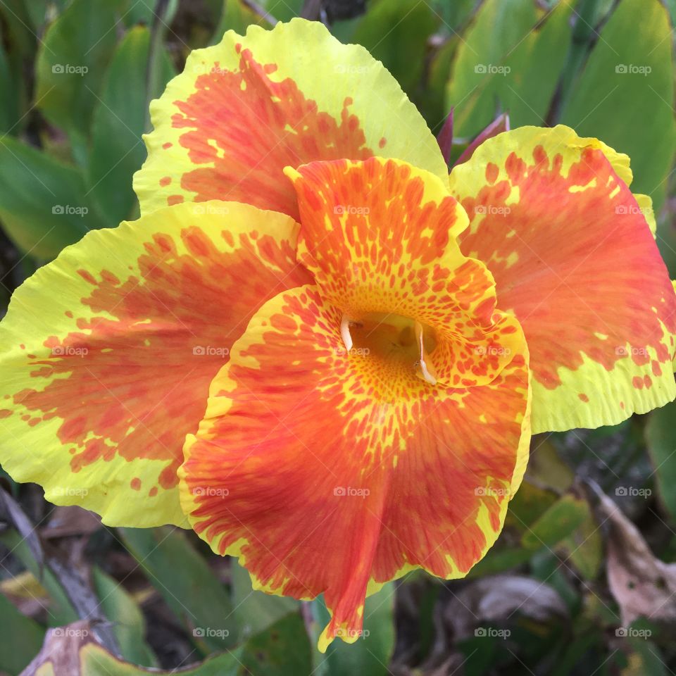 Flowers typically from the Brazilian South.  They are different, beautiful and unique!