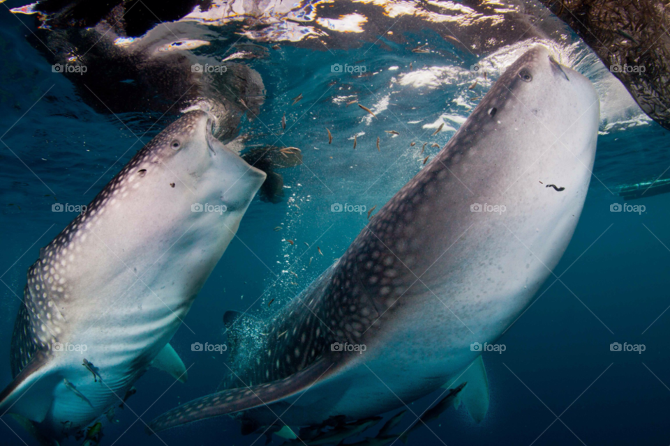 fish underwater indonesia duo by paulcowell