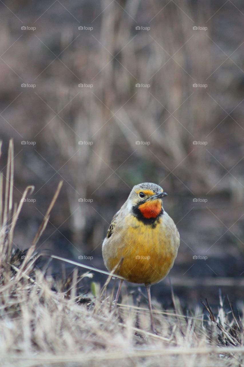 Orange throated langclaw.