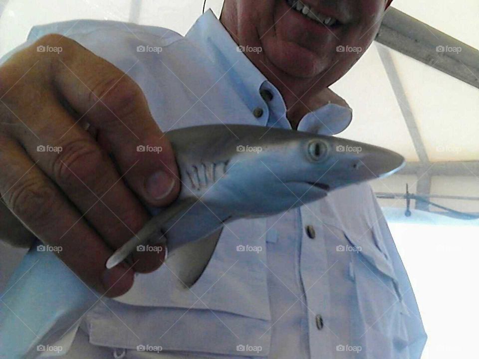 Baby shark