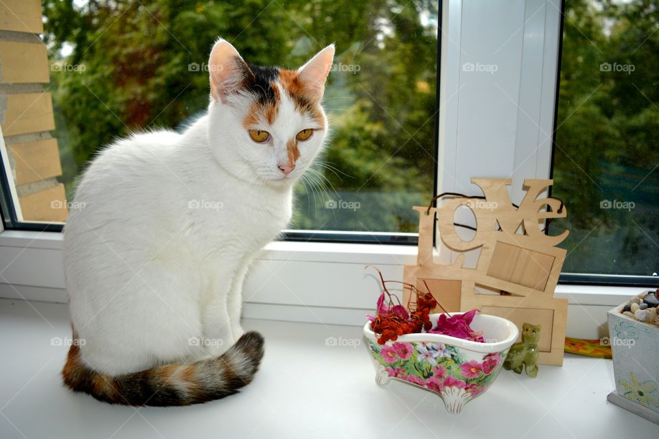 Cat, Indoors, Window, No Person, Domestic