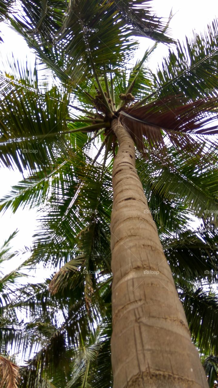 long coconut tree