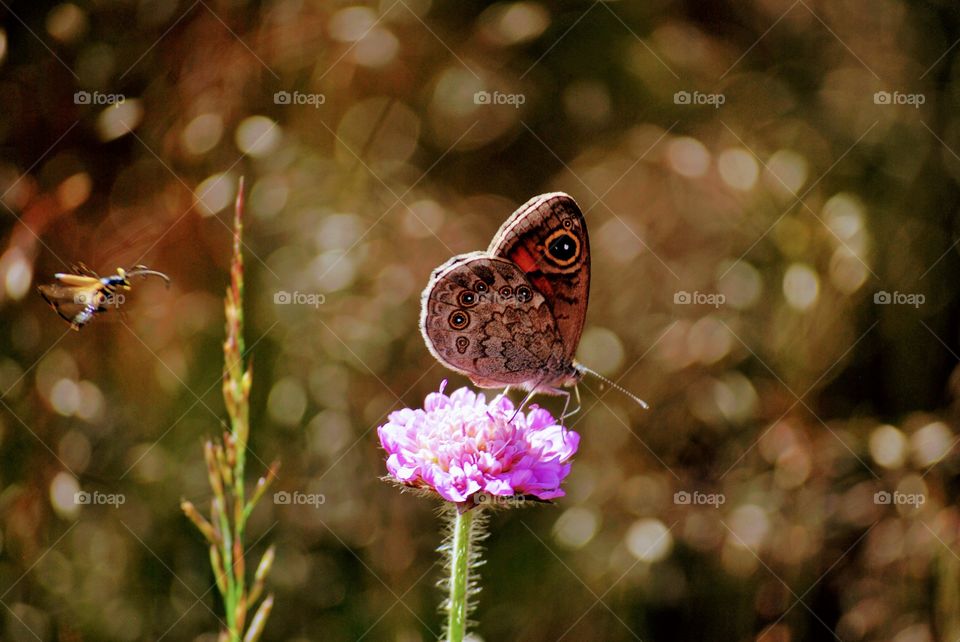 Butterfly and a bee on the move