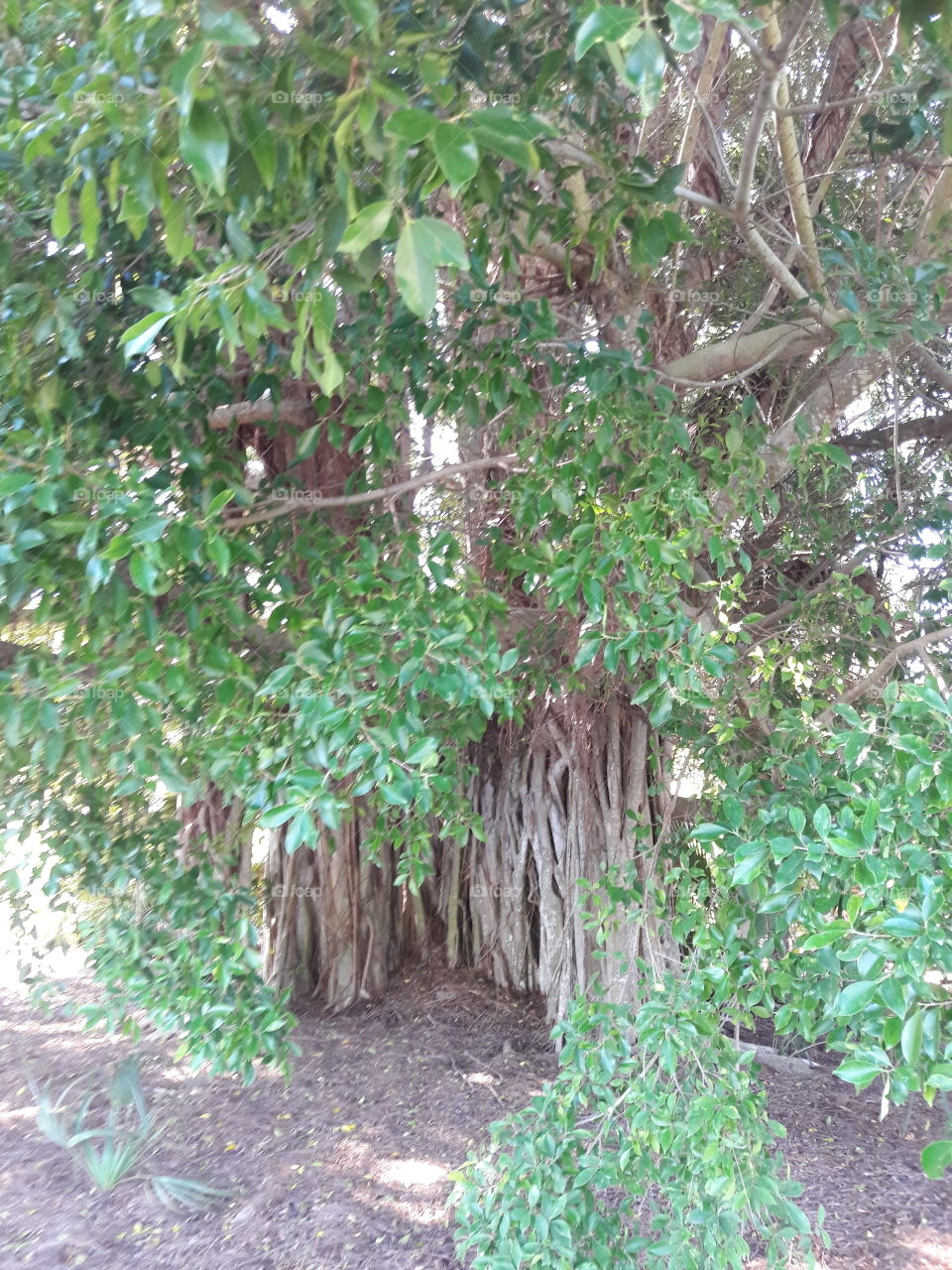 Tree - hiding spot