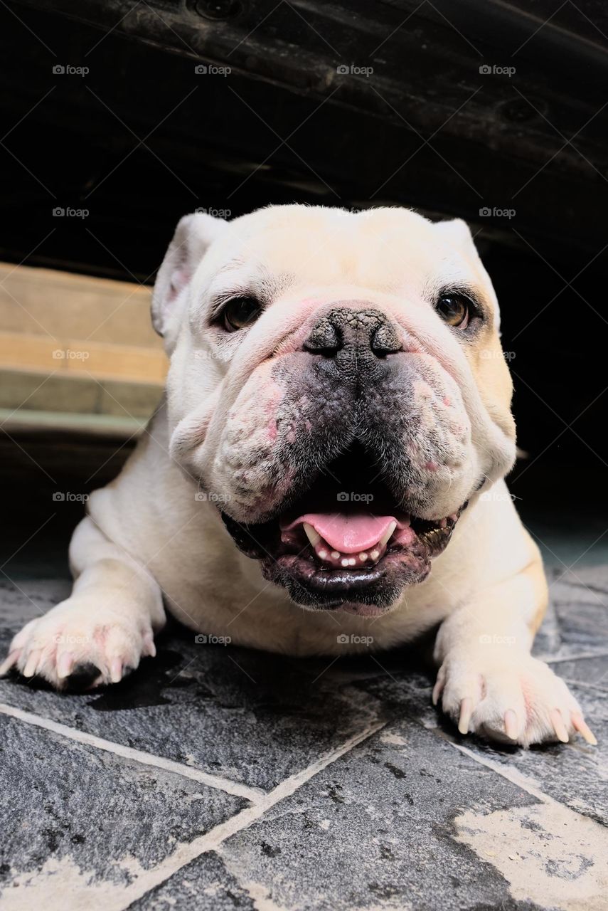 Portrait of a white bulldog dog staring at the picture