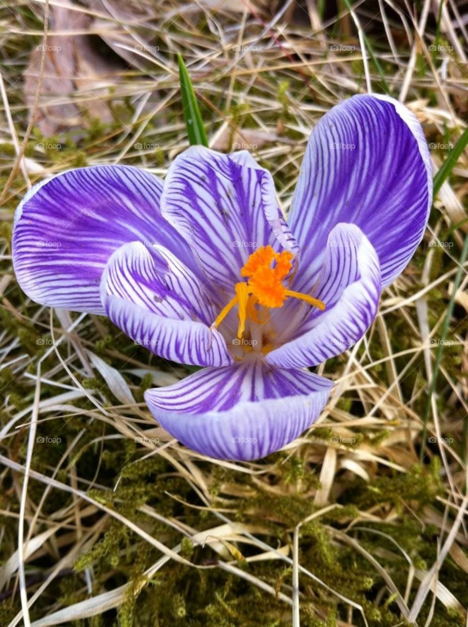 Streaky violet & white Crocus. The wonders of nature