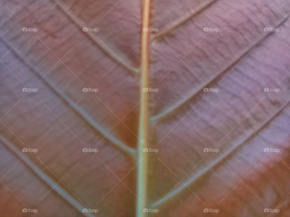 fresh leaf with attractive colors and patterns and unique shapes