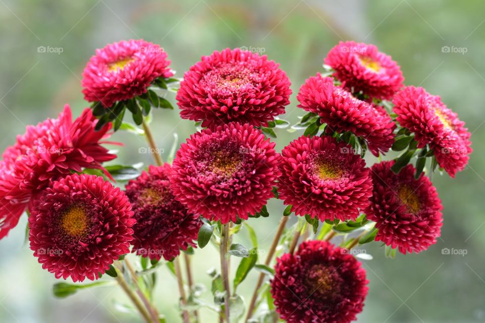 red asters autumn flowers green background