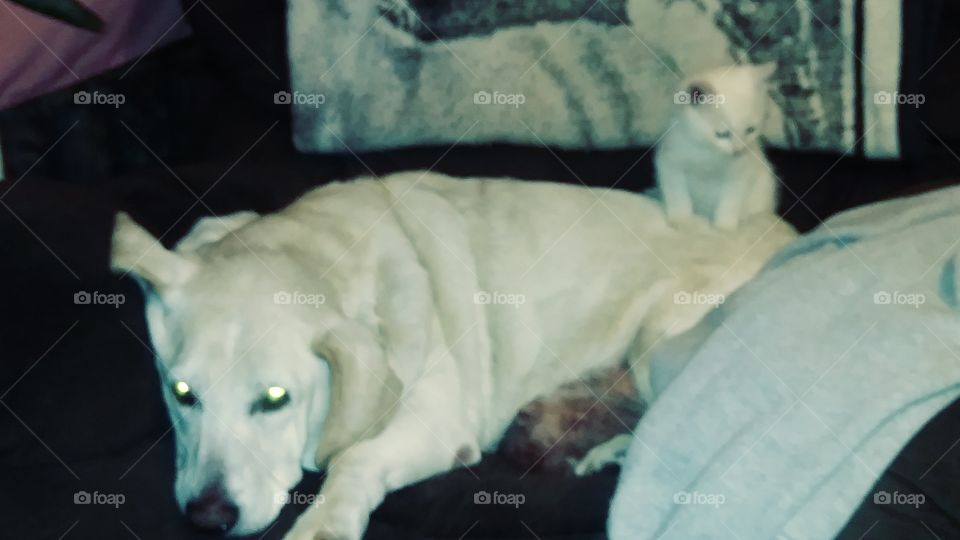 kitty hoping to keep warm