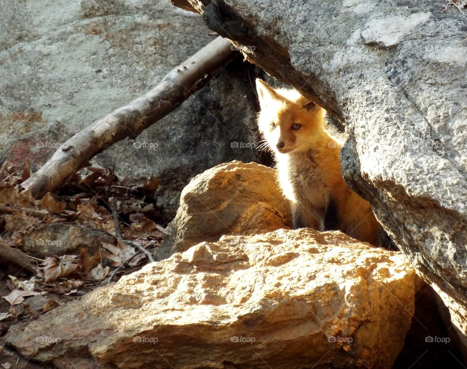 Baby Fox Kit in Afternoon Sun