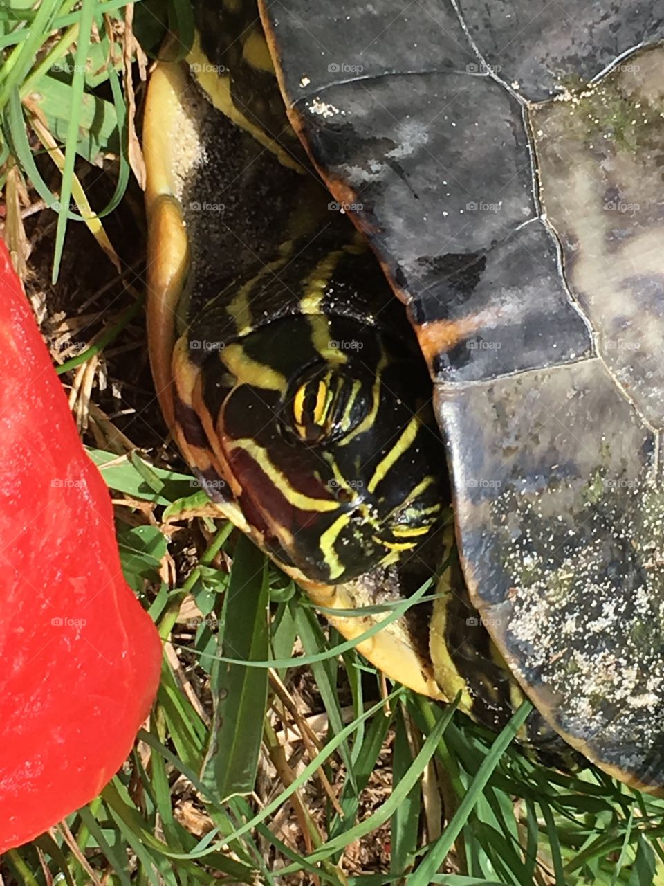 Green turtle eating watermelon in Florida 🍉